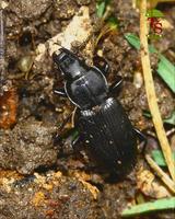 Pterostichus melanarius - Carabid beetle