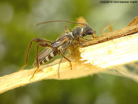 Molorchus minor minor