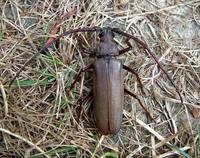 Aegosoma scabricorne