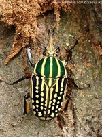 Chelorrhina savagei