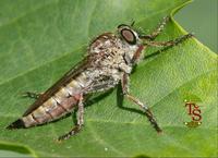 Pamponerus germanicus