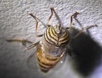Eristalinus taeniops