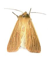 Mythimna pallens - Common Wainscot