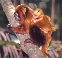 Golden lion tamarin (Leontopithecus rosalia)