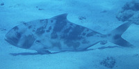 Seriolina nigrofasciata, Blackbanded trevally: fisheries, gamefish