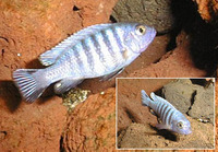 Cynotilapia afra, : aquarium