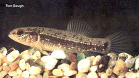 Umbra pygmaea, Eastern mudminnow: aquarium