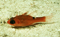 Apogon lachneri, Whitestar cardinalfish: