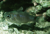 Apogon bandanensis, Bigeye cardinalfish: