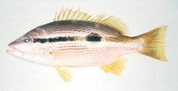 Lutjanus ophuysenii, Spotstripe snapper: