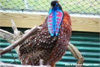 Temminck's Tragopan Tragopan temminckii