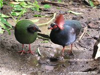 Crested Wood Partridge Rollulus roulroul