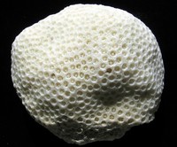 Stephanocoenia