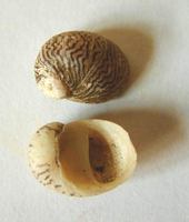 Theodoxus danubialis