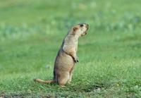 Image of: Marmota himalayana (Himalayan marmot)