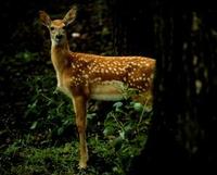 Image of: Odocoileus virginianus (white-tailed deer)