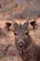 Image of: Rusa unicolor (sambar)