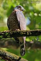 Harpagus bidentatus - Double-toothed Kite