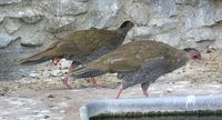 Lophura nycthemera - Silver Pheasant