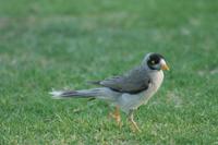 Manorina melanocephala - Noisy Miner