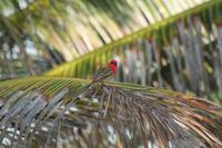 Foudia madagascariensis - Madagascar Red Fody