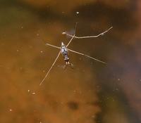 Image of: Gerridae (water striders)