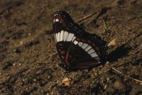 Image of: Limenitis arthemis (white admiral)