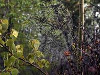 Image of: Araneidae (orbweavers)