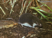 Neomys anomalus - Miller's Water Shrew