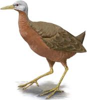 Image of: Eulabeornis castaneoventris (chestnut rail)