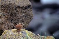 Image of: Troglodytes troglodytes (winter wren)