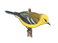 Image of: Vermivora pinus (blue-winged warbler)