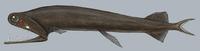 Image of: Malacosteus niger (loosejaw)