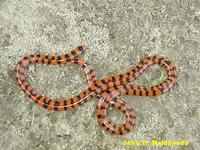 Image of: Anilius scytale (false coral snake)