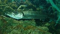 Sphyraena barracuda - Great barracuda