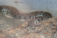 Vipera raddei - Armenian Viper