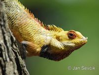 Calotes versicolor - Oriental Garden Lizard