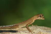 Otocryptis wiegmanni