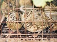 Japanese Quail - Coturnix japonica