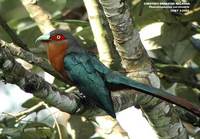 Chestnut-breasted Malkoha - Phaenicophaeus curvirostris