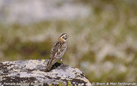 Lapland Longspur - Calcarius lapponicus