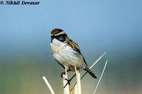 Stoliczka's Bushchat - Saxicola macrorhynchus