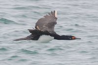 Rock Shag - Phalacrocorax magellanicus