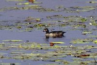 Green Pygmy-goose - Nettapus pulchellus