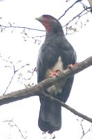 Red-throated Caracara - Ibycter americanus