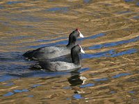 Red-knobbed Coot - Fulica cristata