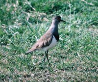 Senegal Plover - Vanellus lugubris