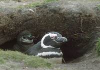 Magellanic Penguin (Spheniscus magellanicus) photo