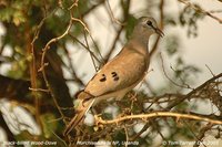 Black-billed Wood-Dove - Turtur abyssinicus