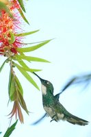 White-throated Hummingbird - Leucochloris albicollis